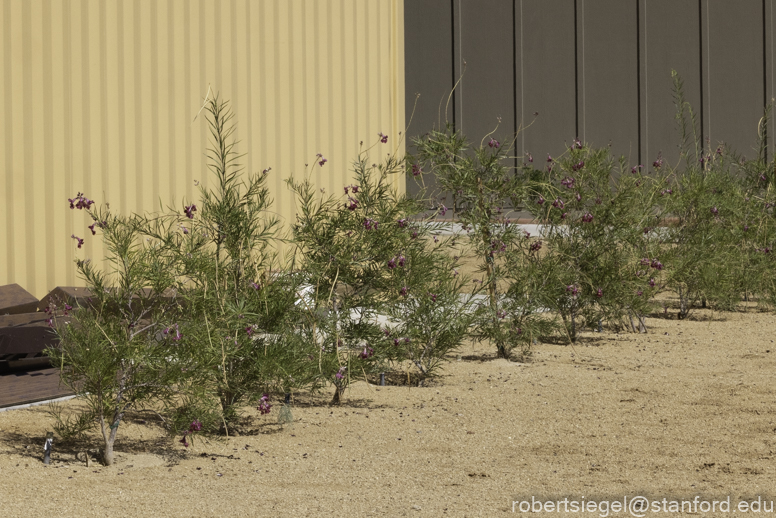 Desert Biogeography of Joshua Tree National Park